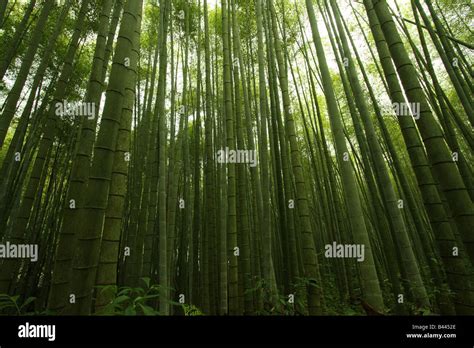 竹子生長方式|Taiwan Bamboo